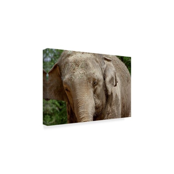 Galloimages Online 'Elephants Face' Canvas Art,30x47